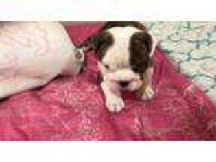 Bulldog Puppy for sale in Pocola, OK, USA