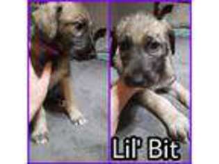 Irish Wolfhound Puppy for sale in Luling, TX, USA