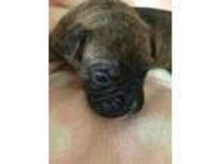 Boxer Puppy for sale in Myrtle Creek, OR, USA