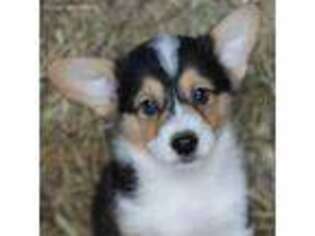 Pembroke Welsh Corgi Puppy for sale in Wentworth, MO, USA