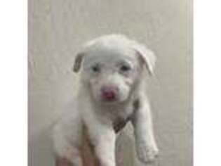 Pembroke Welsh Corgi Puppy for sale in Antioch, CA, USA