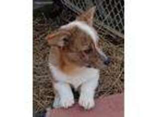 Pembroke Welsh Corgi Puppy for sale in Deposit, NY, USA