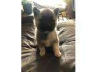Akita Puppy for sale in Pampa, TX, USA