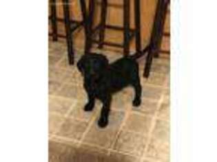 Labradoodle Puppy for sale in Backus, MN, USA