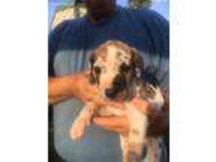 Great Dane Puppy for sale in Varnville, SC, USA