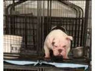 Alapaha Blue Blood Bulldog Puppy for sale in Unknown, , USA