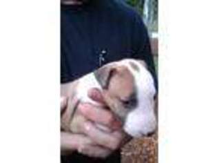 Bull Terrier Puppy for sale in Zebulon, GA, USA