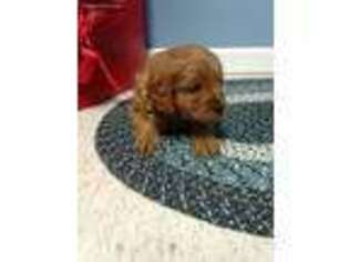 Cavapoo Puppy for sale in Bloomfield, IA, USA