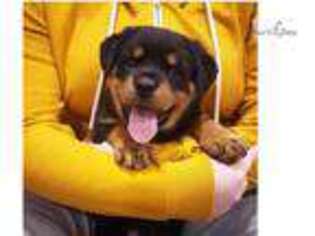Rottweiler Puppy for sale in Portland, OR, USA