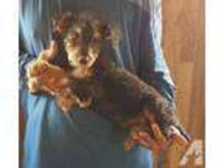Airedale Terrier Puppy for sale in LOCKHART, TX, USA