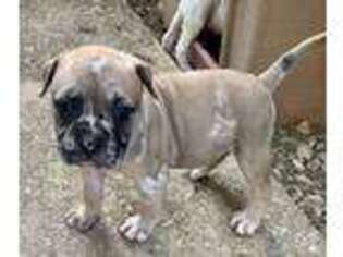 Alapaha Blue Blood Bulldog Puppy for sale in Ruffs Dale, PA, USA