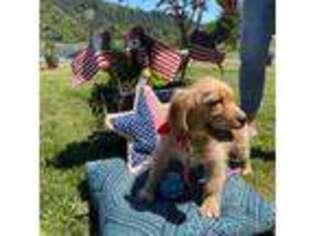 Mutt Puppy for sale in Coos Bay, OR, USA
