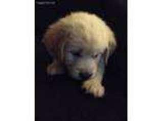 Golden Retriever Puppy for sale in Jackson, MI, USA