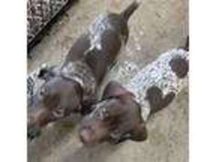 German Shorthaired Pointer Puppy for sale in Corpus Christi, TX, USA