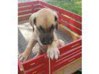 Great Dane Puppy for sale in New Haven, IN, USA