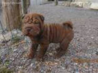 Mutt Puppy for sale in Princeton, AL, USA