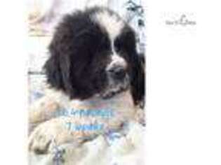 Newfoundland Puppy for sale in Kansas City, MO, USA