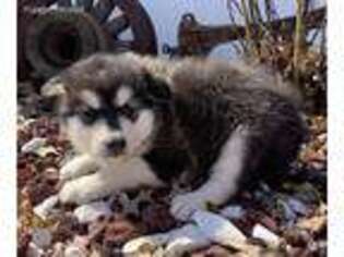 Alaskan Malamute Puppy for sale in Arthur, IL, USA