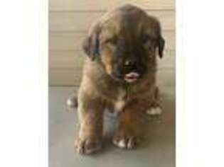 Mutt Puppy for sale in Atwood, IL, USA