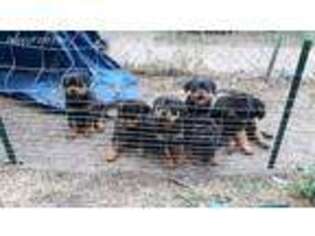 Rottweiler Puppy for sale in Freeport, TX, USA