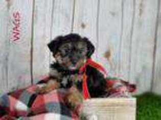 Yorkshire Terrier Puppy for sale in Millersburg, OH, USA