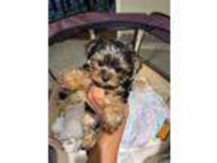 Yorkshire Terrier Puppy for sale in Lebanon, TN, USA