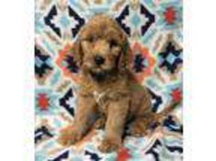 Goldendoodle Puppy for sale in Coshocton, OH, USA