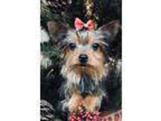 Yorkshire Terrier Puppy for sale in Blountville, TN, USA