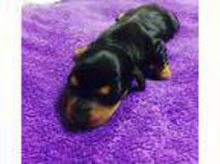 Dachshund Puppy for sale in Bixby, OK, USA