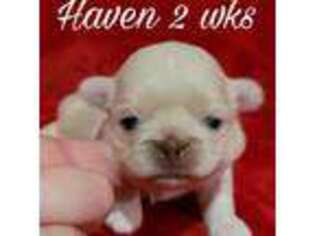 Pekingese Puppy for sale in Farmington, AR, USA