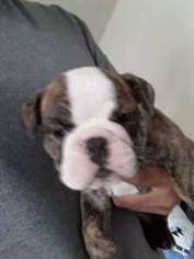 Bulldog Puppy for sale in PANORAMA CITY, CA, USA