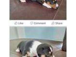 Basenji Puppy for sale in Cedar Rapids, IA, USA