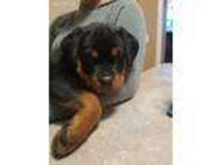 Rottweiler Puppy for sale in Preston, CT, USA