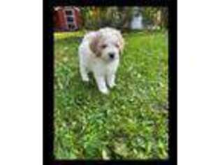 Goldendoodle Puppy for sale in Nisswa, MN, USA