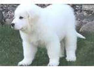 Great Pyrenees Puppy for sale in Minneapolis, MN, USA
