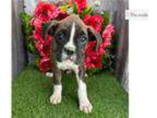 Boxer Puppy for sale in Fort Wayne, IN, USA