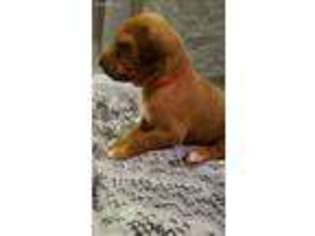 Rhodesian Ridgeback Puppy for sale in Sidney, OH, USA