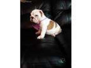 Bulldog Puppy for sale in Framingham, MA, USA