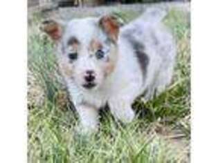 Pembroke Welsh Corgi Puppy for sale in Smithville, TN, USA