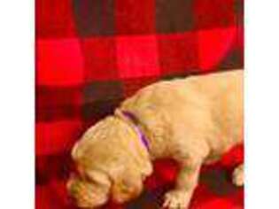 Goldendoodle Puppy for sale in Westfield, MA, USA