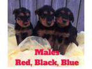 Mutt Puppy for sale in LOGAN, WV, USA