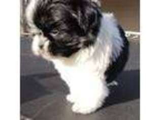 Mutt Puppy for sale in Tecumseh, OK, USA