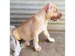 American Bandogge Puppy for sale in Madera, CA, USA