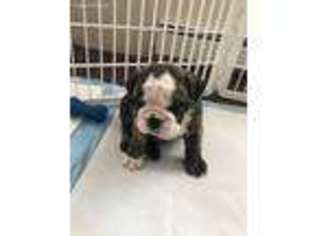 Bulldog Puppy for sale in Albany, NY, USA