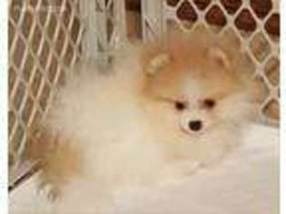 Pomeranian Puppy for sale in Neosho, MO, USA