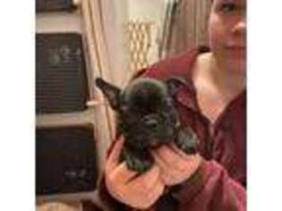 French Bulldog Puppy for sale in Milford, DE, USA