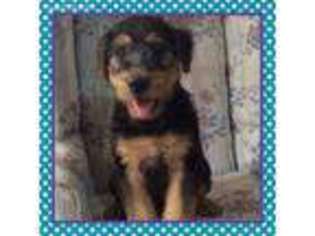 Airedale Terrier Puppy for sale in Andersonville, TN, USA