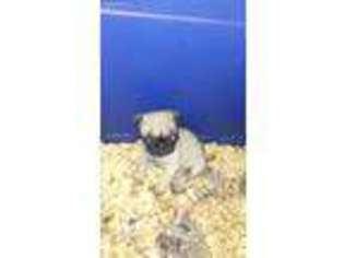 Pug Puppy for sale in Grottoes, VA, USA
