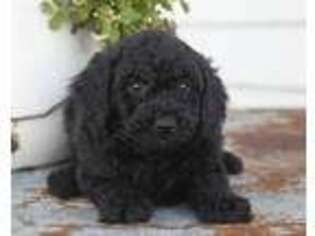 Labradoodle Puppy for sale in Corsica, SD, USA