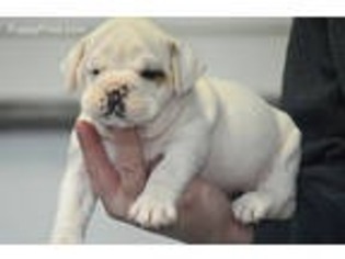 Olde English Bulldogge Puppy for sale in Pell City, AL, USA